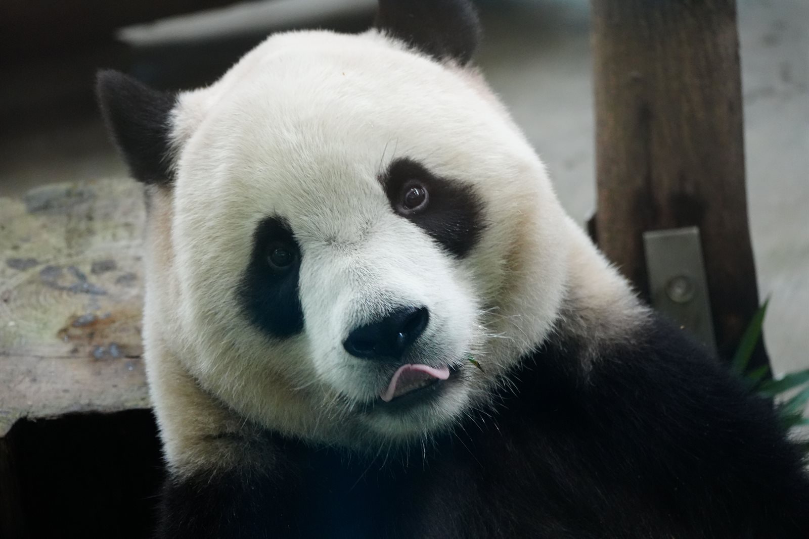 Giant panda eating bamboo